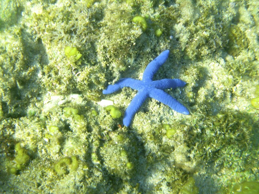 Blue Seastar Resort Agpudlos Exterior foto